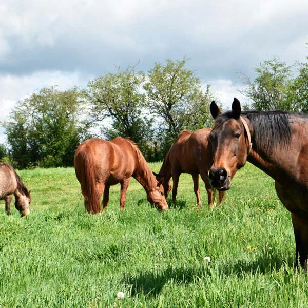 Pension pour chevaux à Laqueuille, Puy-de-Dôme