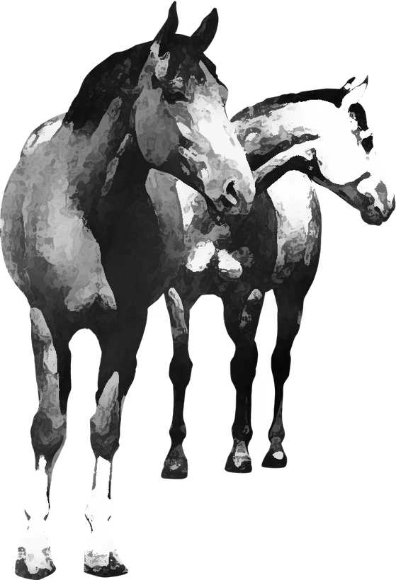 Centre équestre Cavaliers des Monts Brumeux, Laqueuille — deux chevaux